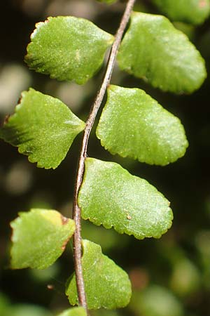 Asplenium trichomanes s.l. \ Braunstieliger Streifenfarn / Spleenwort, D Ettlingen 3.10.2015