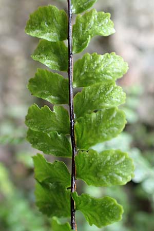 Asplenium trichomanes subsp. trichomanes, Spleenwort Asplenium trichomanes subsp. trichomanes, Spleenwort