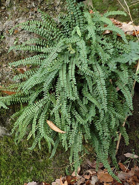 Asplenium trichomanes subsp. trichomanes \ Silikatliebender Brauner Streifenfarn / Spleenwort, D Heidelberg 26.10.2017
