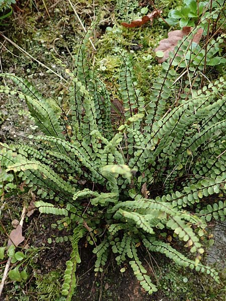 Asplenium trichomanes subsp. trichomanes \ Silikatliebender Brauner Streifenfarn / Spleenwort, D Heidelberg 26.10.2017
