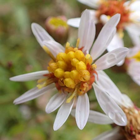Tripolium pannonicum subsp. pannonicum \ Meer-Aster, Strand-Aster, D Sachsen-Anhalt, Sülzetal-Sülldorf 27.9.2020