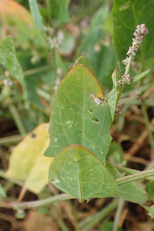 Atriplex prostrata \ Spie-Melde, Spieblttrige Melde / Spear-Leaved Orache, D Sachsen-Anhalt, Sülzetal-Sülldorf 27.9.2020