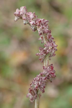Atriplex prostrata \ Spie-Melde, Spieblttrige Melde / Spear-Leaved Orache, D Sachsen-Anhalt, Sülzetal-Sülldorf 27.9.2020