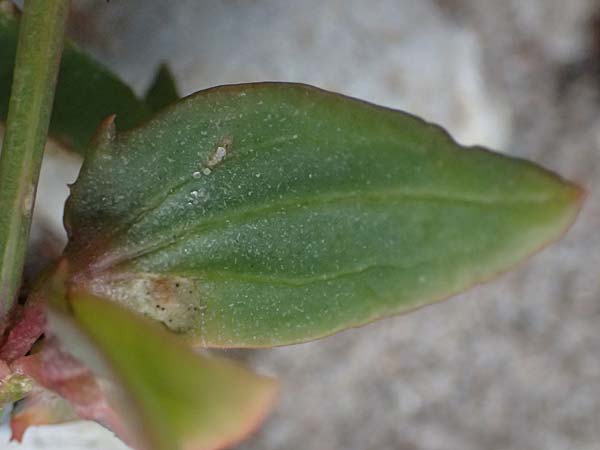Atriplex glabriuscula \ Kahle Melde / Babington's Orache, D Hohenfelde 18.9.2021