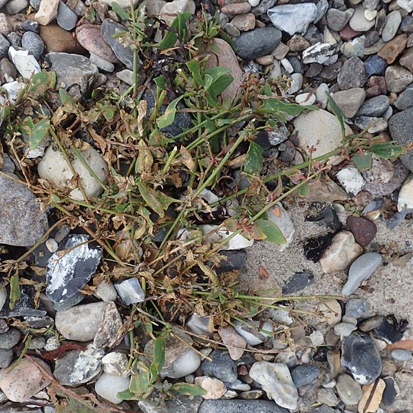 Atriplex glabriuscula \ Kahle Melde / Babington's Orache, D Hohenfelde 18.9.2021