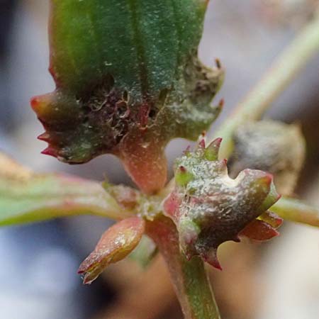 Atriplex glabriuscula \ Kahle Melde / Babington's Orache, D Hohenfelde 18.9.2021