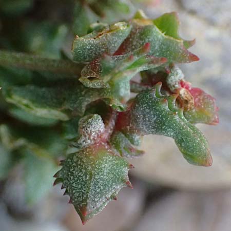 Atriplex glabriuscula \ Kahle Melde / Babington's Orache, D Hohenfelde 18.9.2021