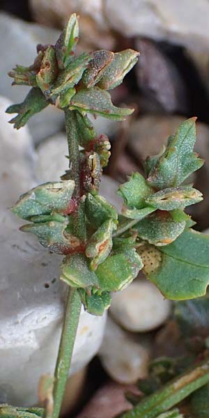 Atriplex glabriuscula \ Kahle Melde / Babington's Orache, D Hohenfelde 18.9.2021