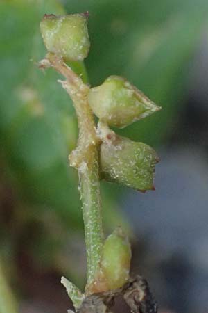 Atriplex glabriuscula \ Kahle Melde / Babington's Orache, D Hohenfelde 18.9.2021