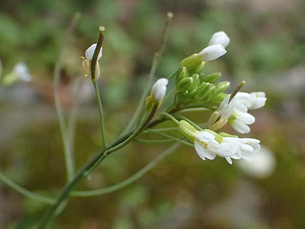 Arabidopsis thaliana \ Acker-Schmalwand / Thale Cress, D Mannheim 1.4.2026
