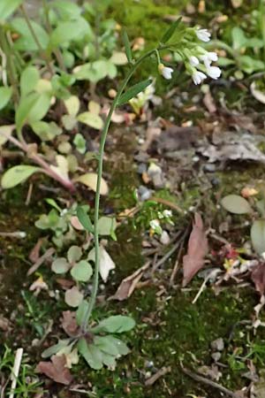 Arabidopsis thaliana \ Acker-Schmalwand / Thale Cress, D Mannheim 1.4.2026