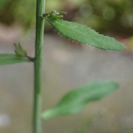 Arabidopsis thaliana \ Acker-Schmalwand / Thale Cress, D Mannheim 1.4.2026