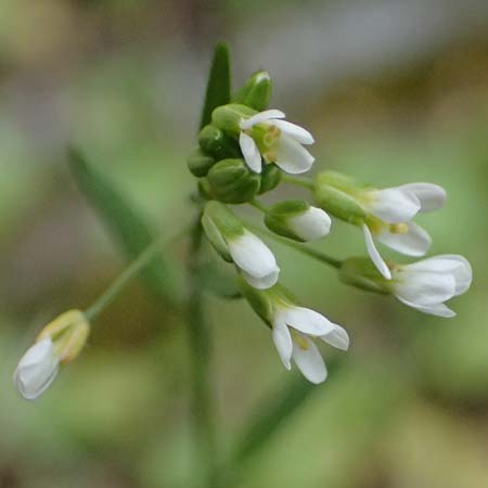 Arabidopsis thaliana \ Acker-Schmalwand / Thale Cress, D Mannheim 1.4.2026