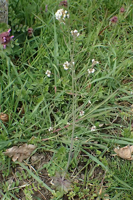 Arabidopsis thaliana \ Acker-Schmalwand / Thale Cress, D Mannheim 1.4.2026