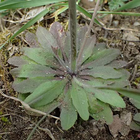 Arabidopsis thaliana \ Acker-Schmalwand / Thale Cress, D Mannheim 1.4.2026