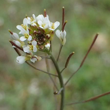 Arabidopsis thaliana \ Acker-Schmalwand / Thale Cress, D Mannheim 1.4.2026