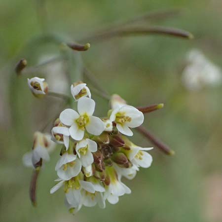 Arabidopsis thaliana \ Acker-Schmalwand / Thale Cress, D Mannheim 1.4.2026