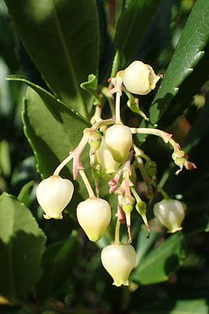 Arbutus unedo \ Westlicher Erdbeerbaum / Strawberry Tree, D Weinheim an der Bergstraße 22.10.2020
