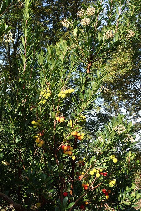 Arbutus unedo \ Westlicher Erdbeerbaum / Strawberry Tree, D Weinheim an der Bergstraße 22.10.2020