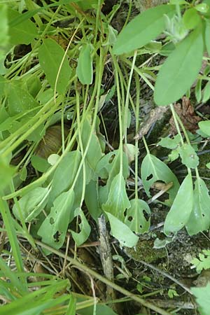 Anthyllis vulneraria subsp. pseudovulneraria \ Futter-Wundklee / Fodder Kidney Vetch, D Bensheim 24.6.2016