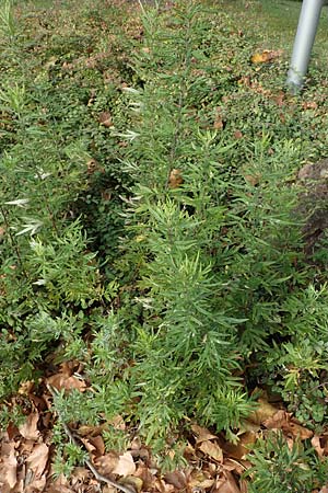 Artemisia verlotiorum \ Ostasiatischer Beifu, Kamtschatka-Beifu / Chinese Mugwort, D Heidelberg 23.10.2021