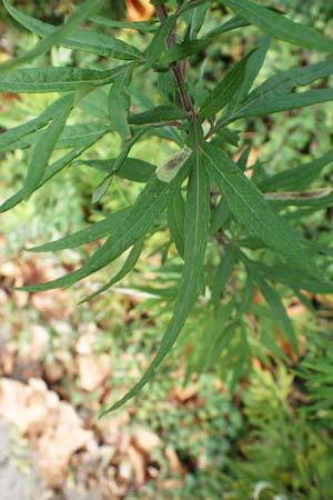 Artemisia verlotiorum \ Ostasiatischer Beifu, Kamtschatka-Beifu / Chinese Mugwort, D Heidelberg 23.10.2021