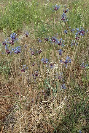 Allium vineale \ Weinberg-Lauch, D Thüringen, Erfurt 19.6.2023