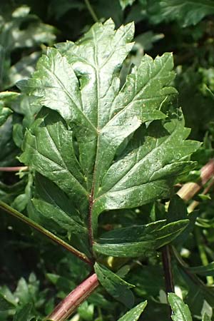 Artemisia vulgaris \ Gewhnlicher Beifu, D Mannheim 22.9.2024
