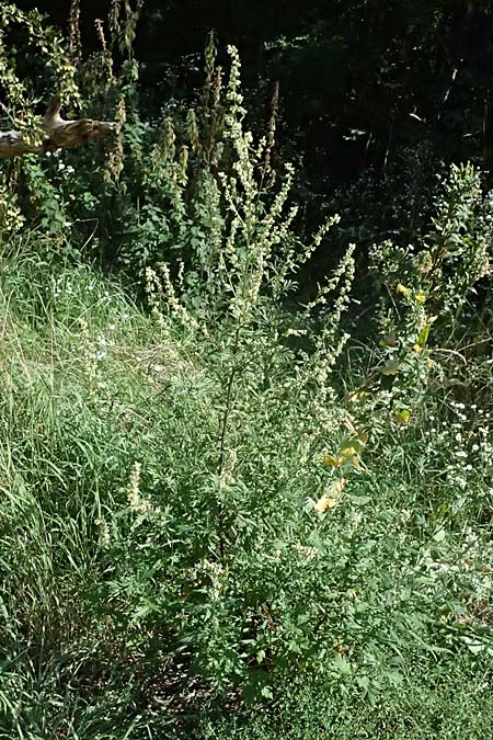 Artemisia vulgaris \ Gewhnlicher Beifu / Mugwort, D Seeheim an der Bergstraße 16.8.2025