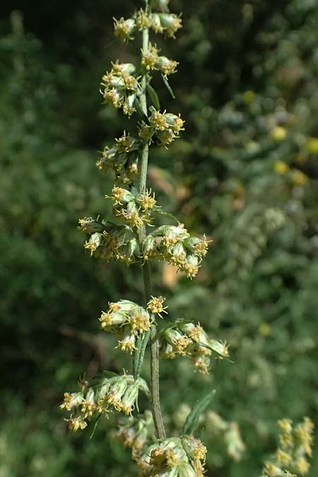 Artemisia vulgaris \ Gewhnlicher Beifu / Mugwort, D Seeheim an der Bergstraße 16.8.2025