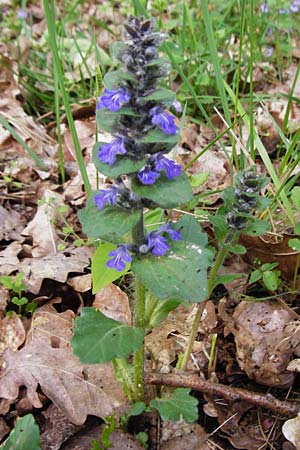 Ajuga x hybrida \ Gnsel-Hybride / Hybrid Bugle, D Schwetzingen 4.5.2015
