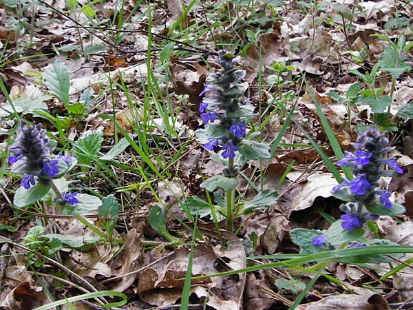 Ajuga x hybrida \ Gnsel-Hybride / Hybrid Bugle, D Schwetzingen 4.5.2015