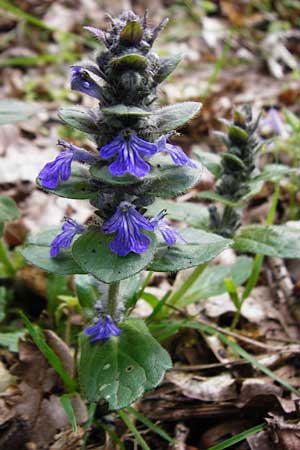 Ajuga x hybrida \ Gnsel-Hybride / Hybrid Bugle, D Schwetzingen 4.5.2015