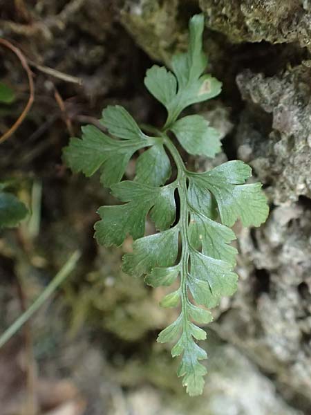 Asplenium adiantum-nigrum \ Schwarzer Streifenfarn / Black Spleenwort, D Heidelberg 21.6.2017