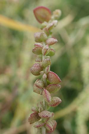 Atriplex micrantha \ Verschiedensamige Melde / Two-Seeded Orache, D Sachsen-Anhalt, Sülzetal-Sülldorf 27.9.2020