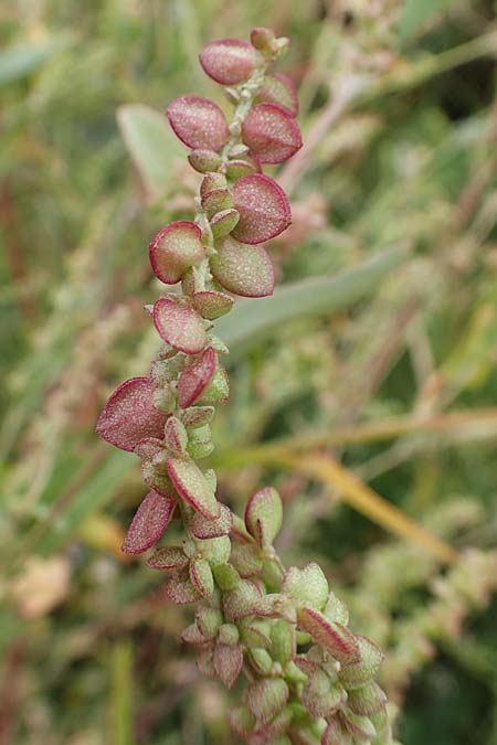 Atriplex micrantha \ Verschiedensamige Melde / Two-Seeded Orache, D Sachsen-Anhalt, Sülzetal-Sülldorf 27.9.2020