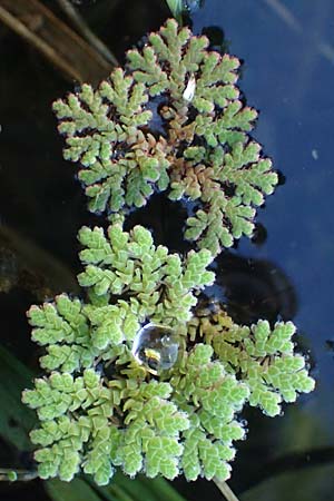 Azolla filiculoides \ Groer Algenfarn / Water Fern, D Rheinau 1.6.2021