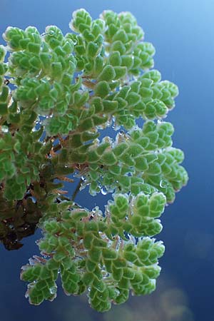 Azolla filiculoides \ Groer Algenfarn / Water Fern, D Rheinau 1.6.2021