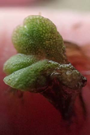 Azolla filiculoides \ Groer Algenfarn / Water Fern, D Römerberg 16.10.2024