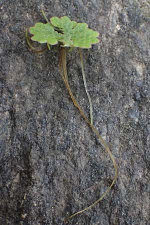 Azolla filiculoides \ Gro�er Algenfarn / Water Fern, D Mannheim 14.9.2026