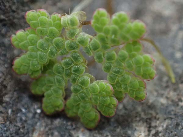 Azolla filiculoides \ Gro�er Algenfarn / Water Fern, D Mannheim 14.9.2026