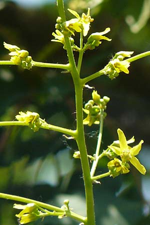 Koelreuteria paniculata \ Rispiger Blasenbaum, Blasen-Esche / Golden Rain Tree, D Mannheim 7.6.2015