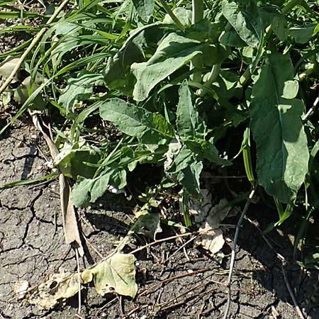 Brassica napus \ Raps / Oilseed Rape, Rapeseed, D Weinheim an der Bergstraße 31.3.2020
