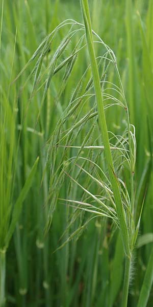 Bromus sterilis \ Taube Trespe / Poverty Brome, D Alsbach-Hähnlein 28.4.2018