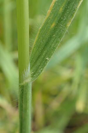 Bromus sterilis \ Taube Trespe / Poverty Brome, D Alsbach-Hähnlein 28.4.2018