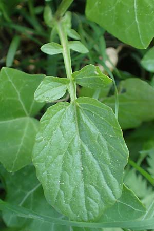 Barbarea arcuata \ Bogenfrchtiges Barbarakraut / Yellow Rocket, D Frankfurt-Nied 7.5.2018