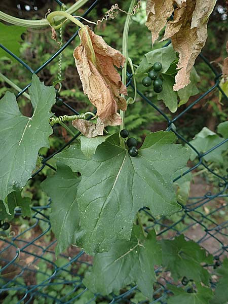 Bryonia alba \ Weie Zaunrbe / White Bryony, D Bad Sooden-Allendorf 28.7.2019