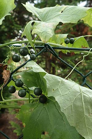 Bryonia alba \ Weie Zaunrbe / White Bryony, D Bad Sooden-Allendorf 28.7.2019