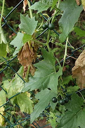Bryonia alba \ Weie Zaunrbe / White Bryony, D Bad Sooden-Allendorf 28.7.2019