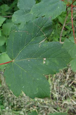Acer pseudoplatanus \ Berg-Ahorn / Sycamore Maple, D Mannheim 18.6.2021